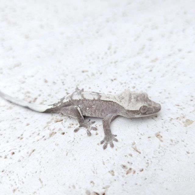 아잔틱