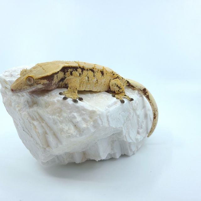 트라이