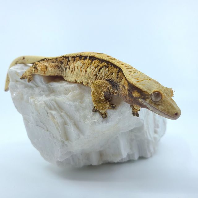 트라이
