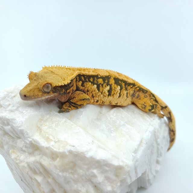 트라이
