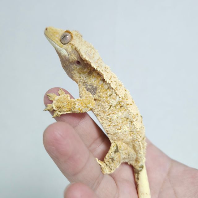 트라이