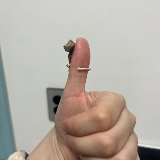 노멀