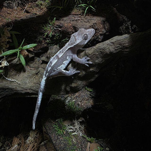 아잔틱