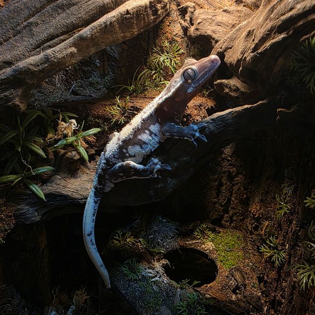 릴잔틱