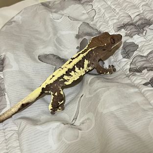 라노