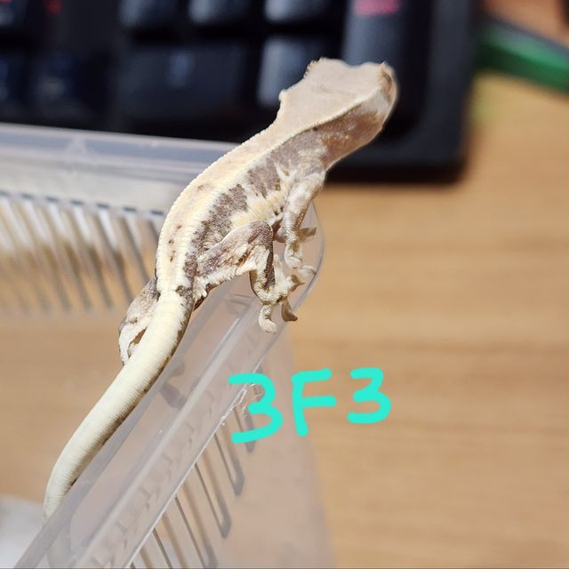 프라푸치노