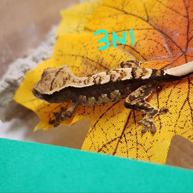 노멀