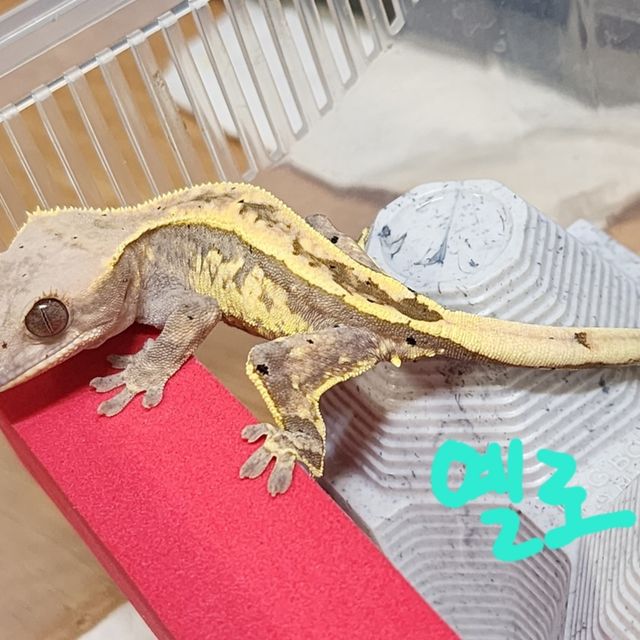 카푸치노