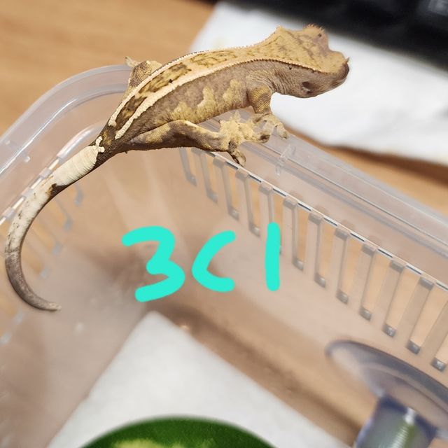 카푸치노