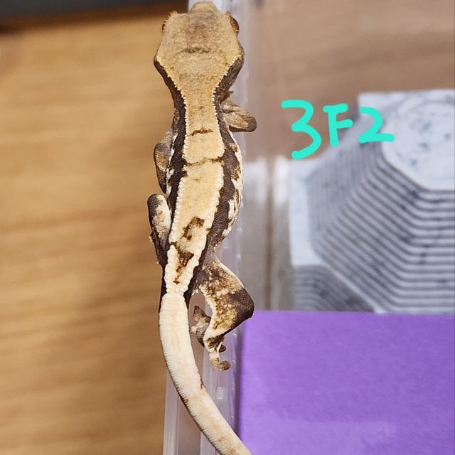 프라푸치노
