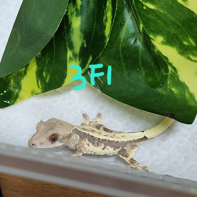 프라푸치노
