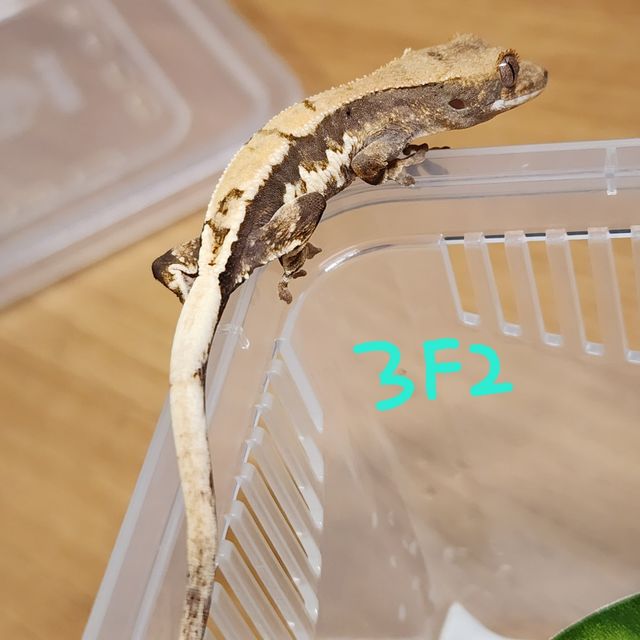 프라푸치노