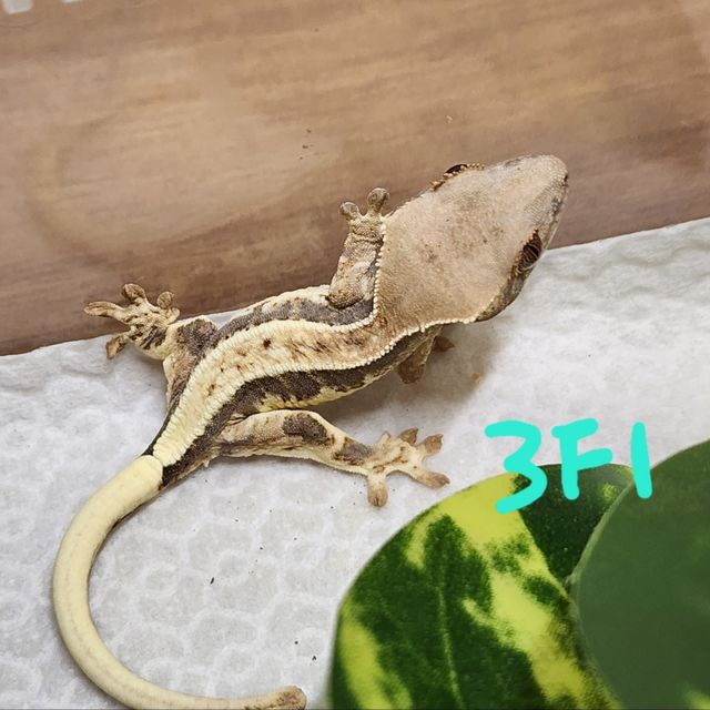 프라푸치노