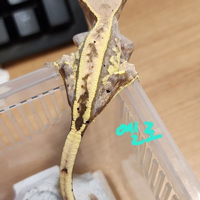 카푸치노