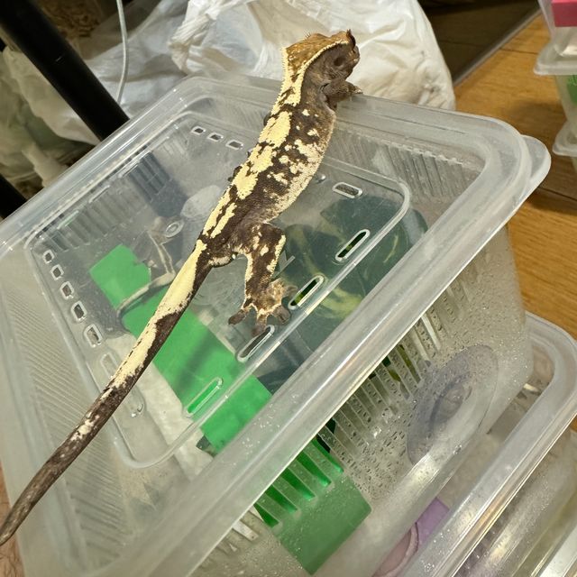 세이블