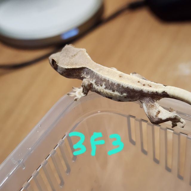 프라푸치노