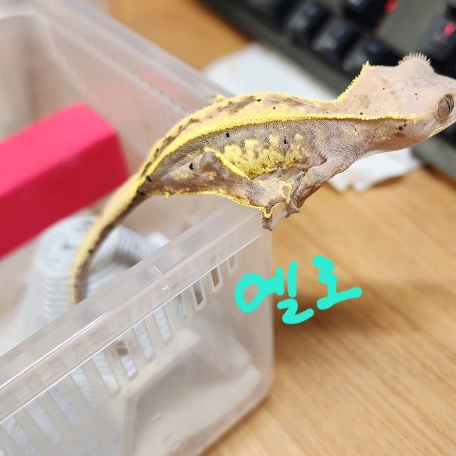 카푸치노
