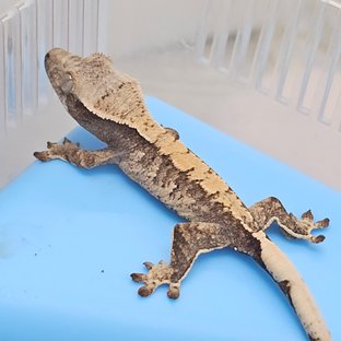 노멀 트라이 화이트스팟