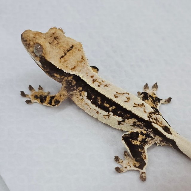 노멀 쿼드 화이트스팟 화이트