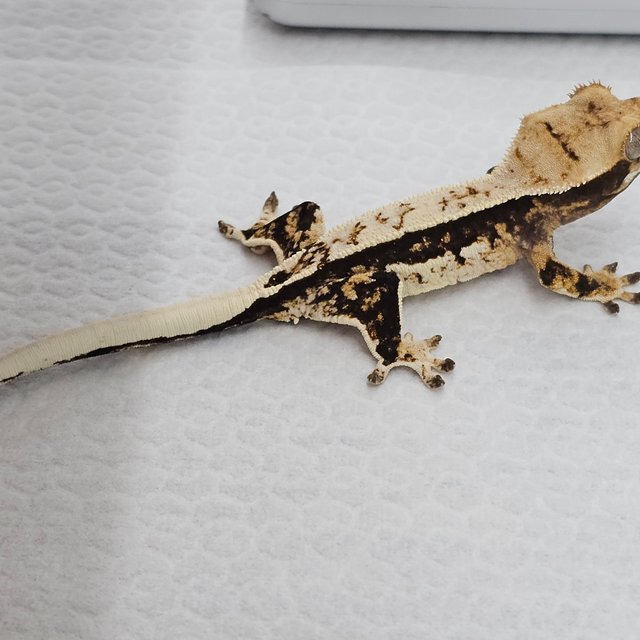 노멀 쿼드 화이트스팟 화이트