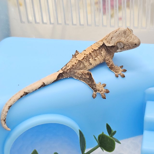 노멀 트라이 화이트스팟