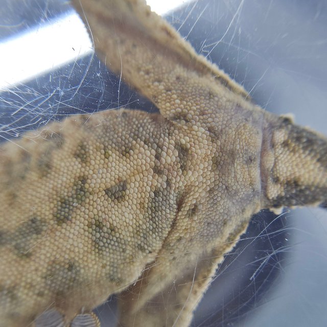 노멀 쿼드 화이트스팟