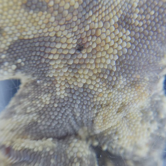 노멀 트라이 화이트스팟 화이트크라운