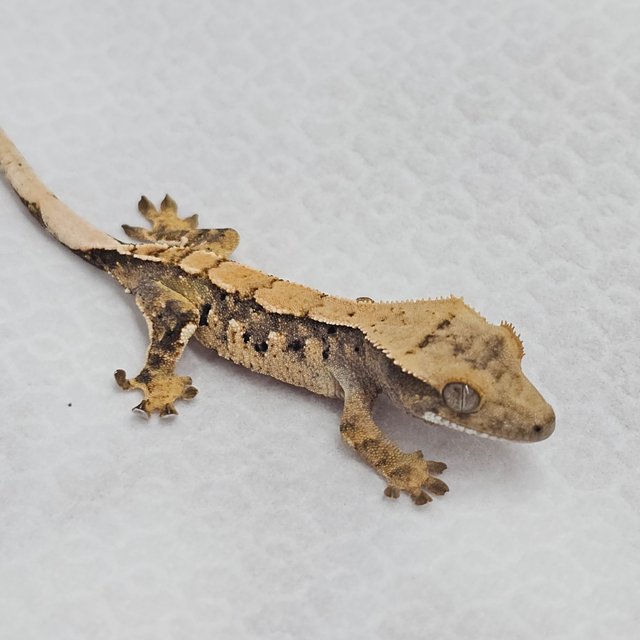 노멀 화이트스팟