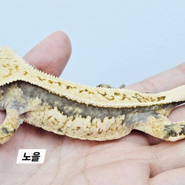 트라이 풀핀 쿼드