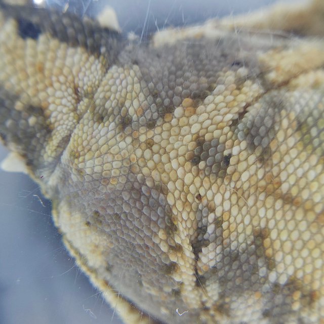 노멀 트라이 화이트스팟