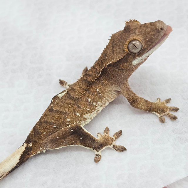 팬텀 화이트포트홀