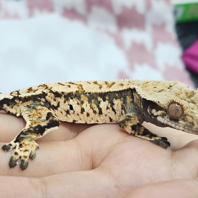 노멀 트라이 화이트스팟