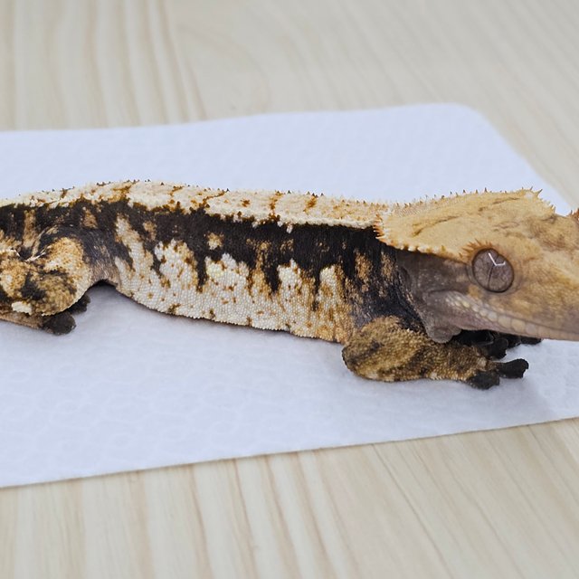 노멀 쿼드 트라이 화이트스팟 텐저린