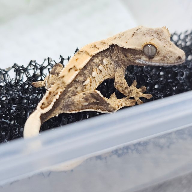 노멀 화이트스팟