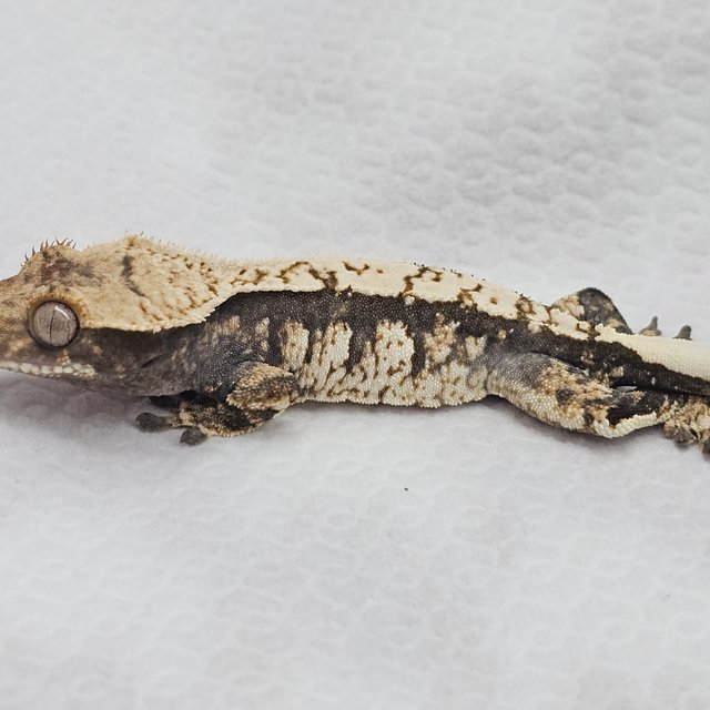 노멀 화이트스팟