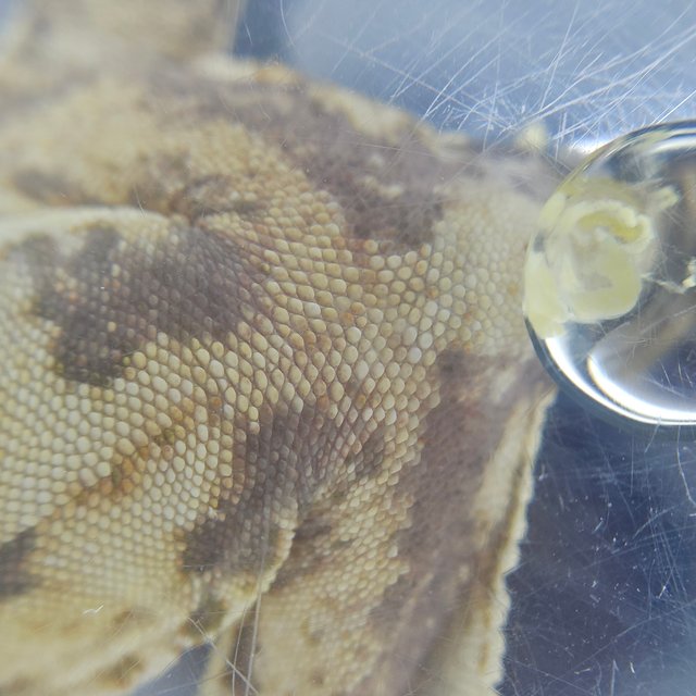 노멀 쿼드 화이트스팟 화이트