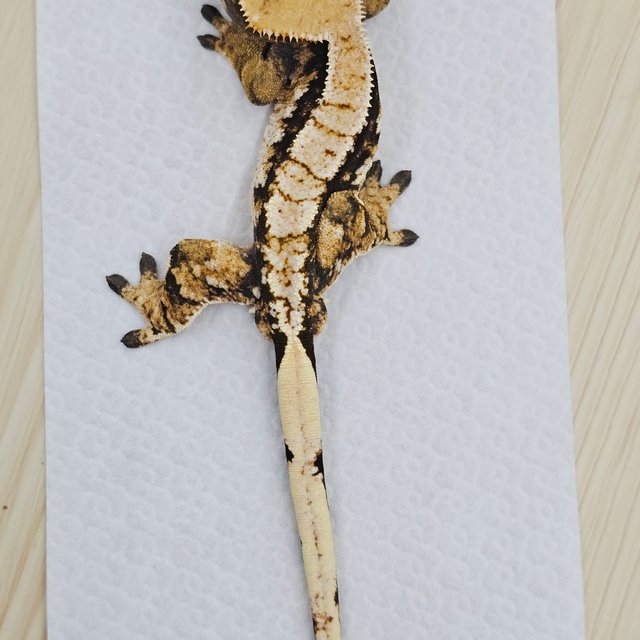 노멀 쿼드 트라이 화이트스팟 텐저린