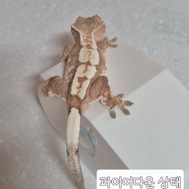 세이블