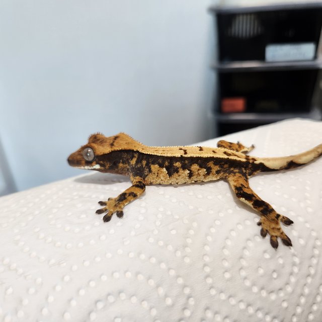 노멀 익스트림할리퀸