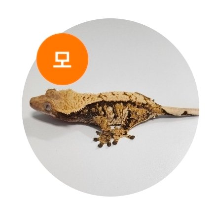 노멀 익스트림할리퀸