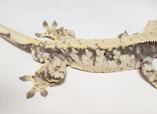 드리피 화이트스팟