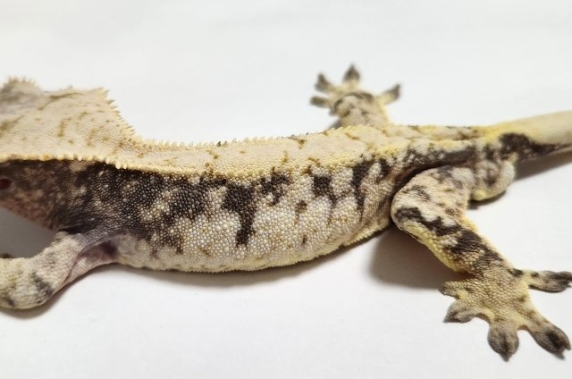 드리피 화이트스팟