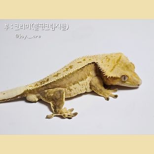 크리미