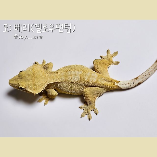 크림 패턴리스 팬텀 옐로우 벅스킨