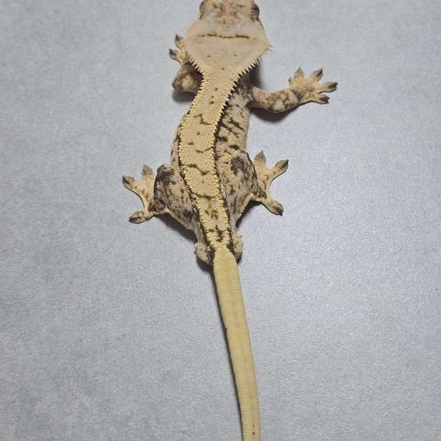 노멀 트라이 드리피 익스트림할리퀸