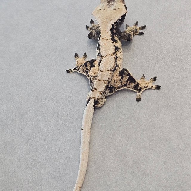 노멀 화이트스팟 드리피