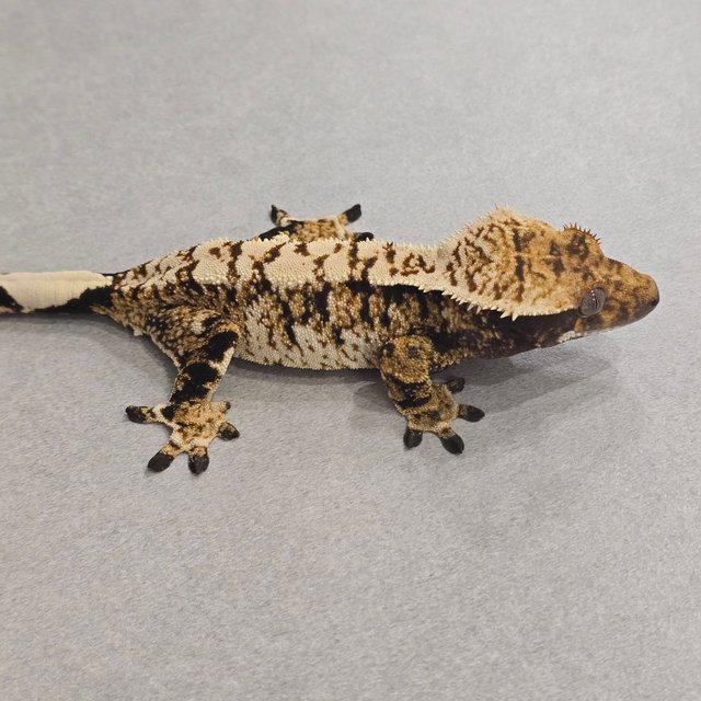 노멀 트라이 익스트림할리퀸