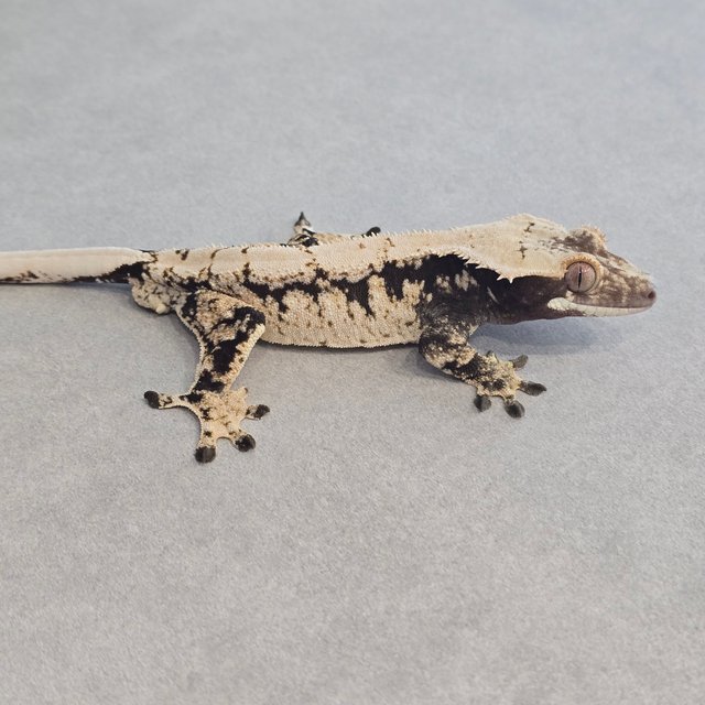 노멀 화이트스팟 드리피