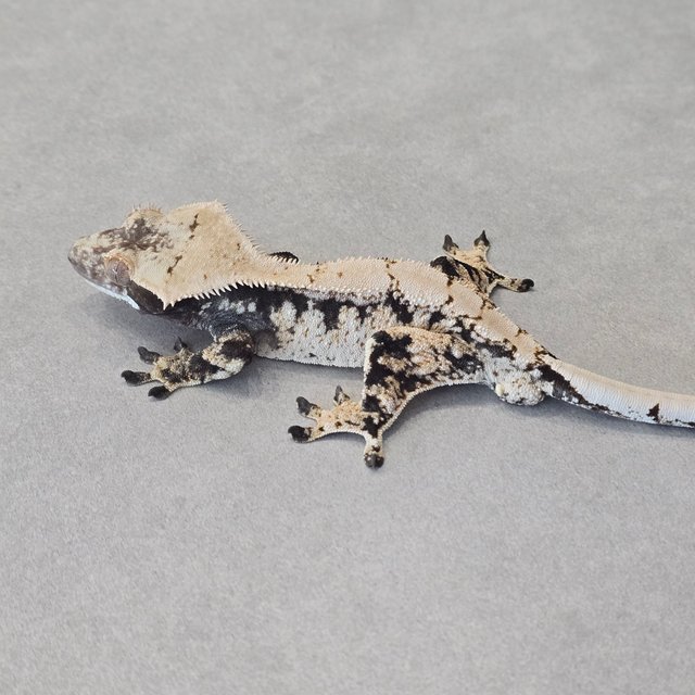 노멀 화이트스팟 드리피