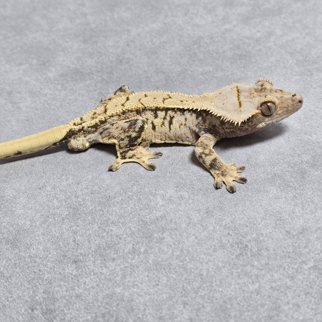 노멀 트라이 드리피 익스트림할리퀸